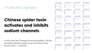Structure-function relationship of new peptides activating human Nav1.1