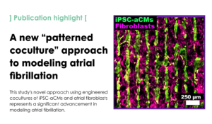 Engineered cocultures of iPSC-derived atrial cardiomyocytes and atrial fibroblasts for modeling atrial fibrillation