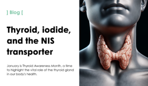 Thyroid, iodide, and the NIS transporter