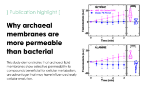 Systematic comparison of unilamellar vesicles reveals that archaeal core lipid membranes are more permeable than bacterial membranes