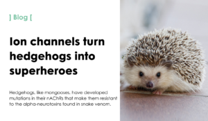 Ion channels turn hedgehogs into superheroes