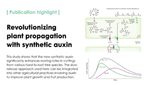 Slow release of a synthetic auxin induces formation of adventitious roots in recalcitrant woody plants