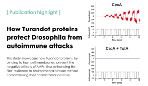 A humoral stress response protects Drosophila tissues from antimicrobial peptides
