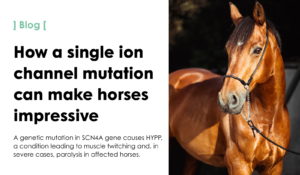 How a single ion channel mutation can make horses impressive