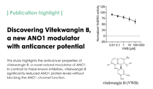 Discovery of a novel natural compound, vitekwangin B, with ANO1 protein reduction properties and anticancer potential