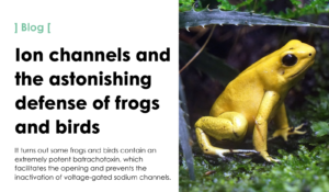 Ion channels and the astonishing defense of frogs and birds