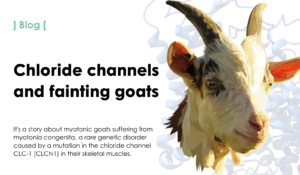 Chloride channels and fainting goats