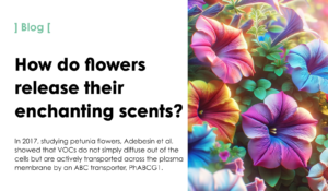 How do flowers release their enchanting scents