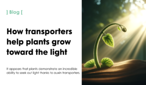 How transporters help plants grow toward the light
