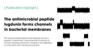 The antimicrobial fibupeptide lugdunin forms water-filled channel structures in lipid membranes