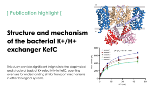 Structure and mechanism of the bacterial K+/H+ exchanger KefC