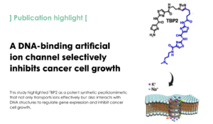 A non-B DNA binding peptidomimetic channel alters cellular functions