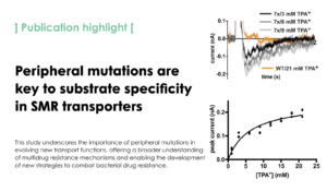 Peripheral positions encode transport specificity in the small multidrug resistance exporters