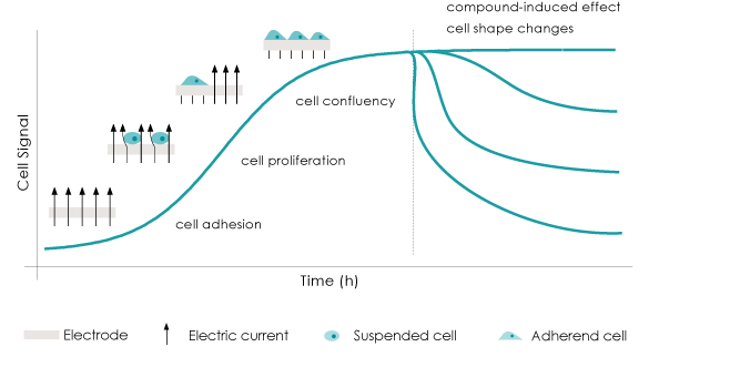 AtlaZ_ How impedance work