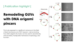 3D DNA origami pincers that multitask on giant unilamellar vesicles