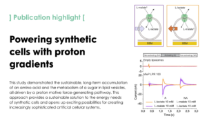 Chemiosmotic nutrient transport in synthetic cells powered by electrogenic antiport coupled to decarboxylation