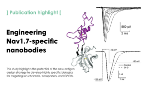 A Novel Antigen Design Strategy to Isolate Single-Domain Antibodies that Target Human Nav1.7 and Reduce Pain in Animal Models