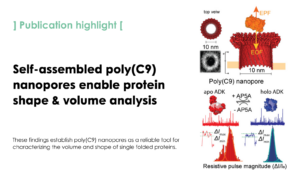 Large and Stable Nanopores Formed by Complement Component 9 for Characterizing Single Folded Proteins