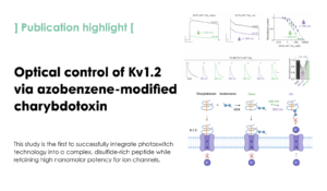 Photo-isomerization of azobenzene-extended charybdotoxin for the optical control of Kv1.2 potassium channel activity